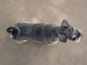 Miniature Schnauzer — top