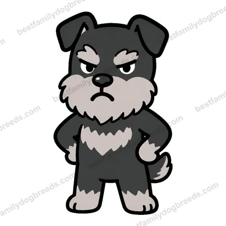 Miniature Schnauzer sticker 9