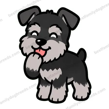 Miniature Schnauzer sticker 16