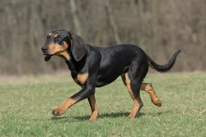 Montenegrin Mountain Hound — running