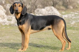 Montenegrin Mountain Hound — adult