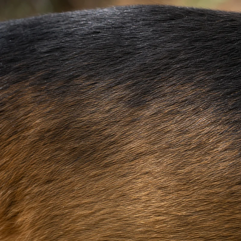 Montenegrin Mountain Hound — coat texture