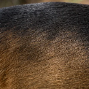 Montenegrin Mountain Hound — coat texture