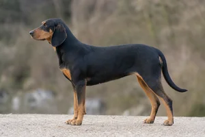 Montenegrin Mountain Hound — Black and tan coat