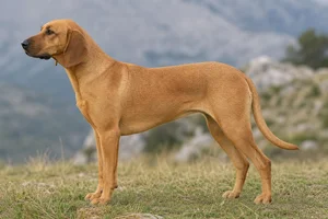 Montenegrin Mountain Hound — Fawn coat