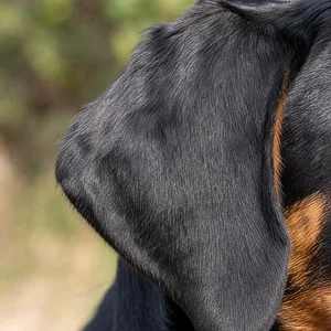 Montenegrin Mountain Hound — ears