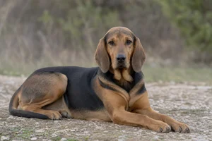 Montenegrin Mountain Hound — lying down