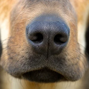 Montenegrin Mountain Hound — nose
