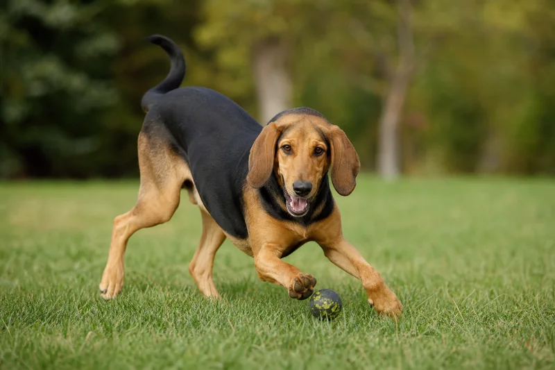 Montenegrin Mountain Hound — playing
