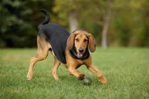 Montenegrin Mountain Hound — playing