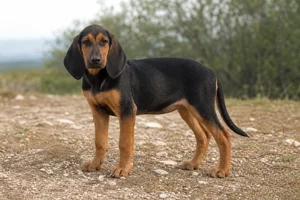 Montenegrin Mountain Hound — puppy (~4 mo)