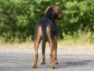 Montenegrin Mountain Hound — rear