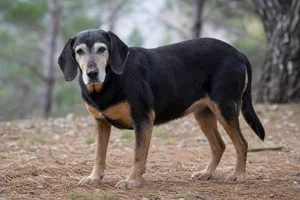 Montenegrin Mountain Hound — senior