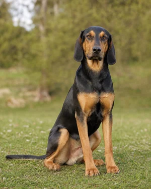 Montenegrin Mountain Hound — sitting