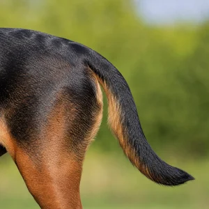 Montenegrin Mountain Hound — tail