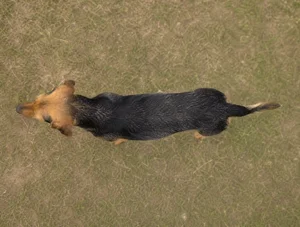 Montenegrin Mountain Hound — top