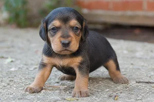Montenegrin Mountain Hound — young puppy (~1 mo)