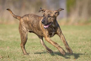 Mountain Cur — running
