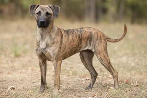 Mountain Cur — adult
