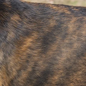 Mountain Cur — coat texture