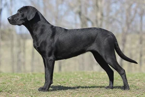 Mountain Cur — Black coat