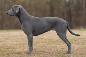 Mountain Cur — Blue coat