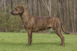 Mountain Cur — Brindle coat