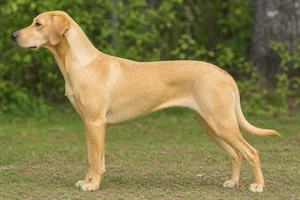 Mountain Cur — Yellow coat