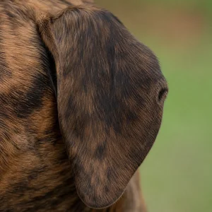 Mountain Cur — ears