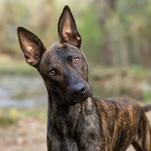 Mountain Cur — alert