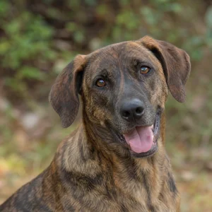 Mountain Cur — happy
