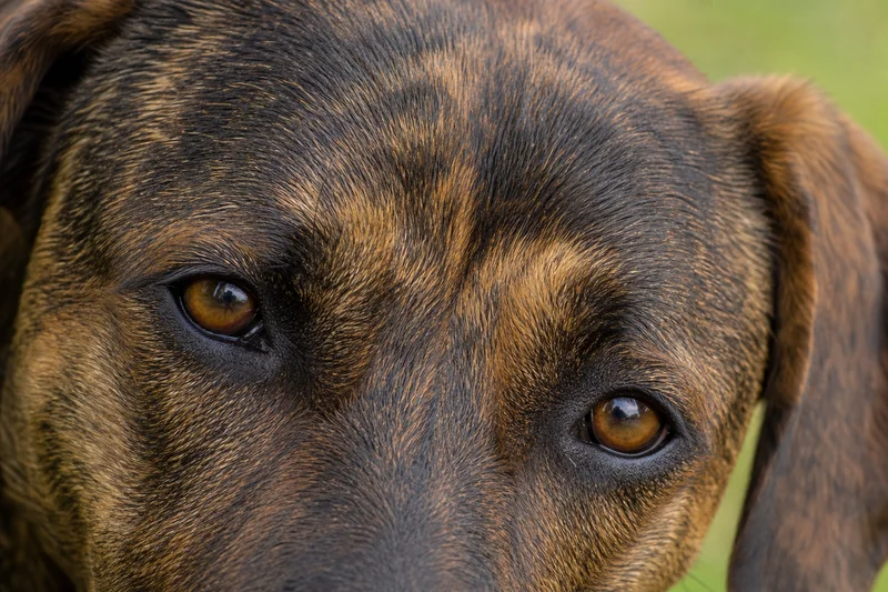 Mountain Cur — eyes