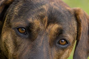 Mountain Cur — eyes