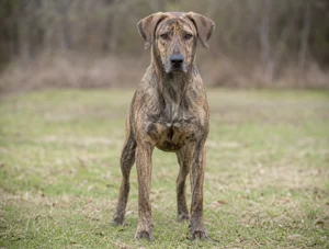 Mountain Cur — front