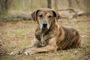 Mountain Cur — lying down