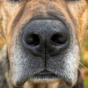 Mountain Cur — nose
