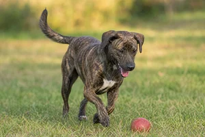 Mountain Cur — playing