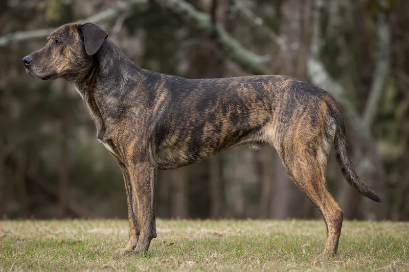 Mountain Cur — side