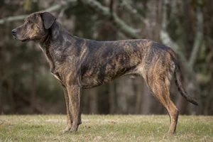 Mountain Cur dog