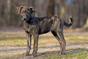 Mountain Cur — puppy (~4 mo)