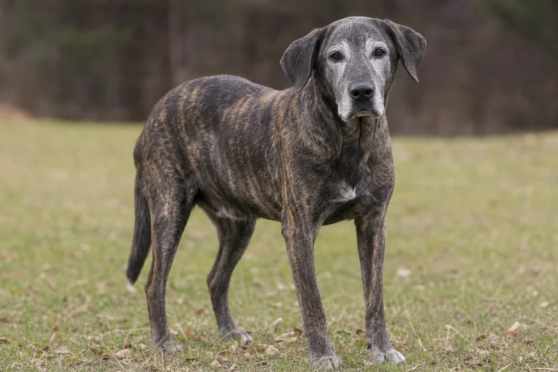 Mountain Cur — senior