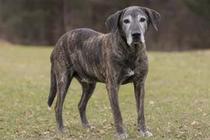 Mountain Cur — senior