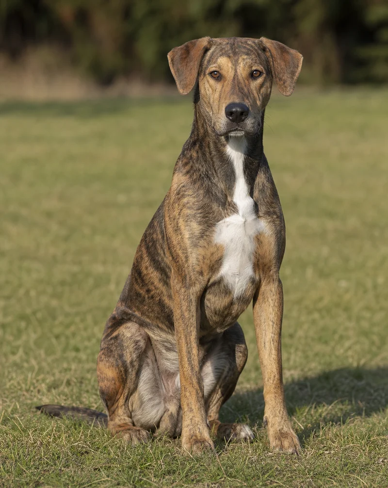 Mountain Cur — sitting