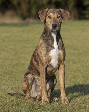 Mountain Cur — sitting