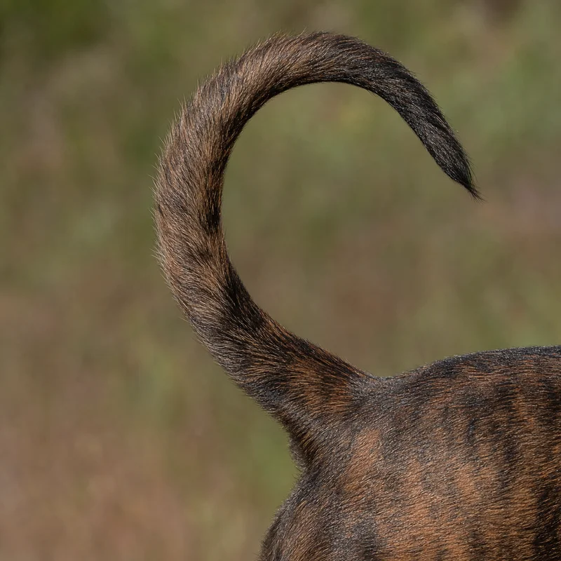 Mountain Cur — tail