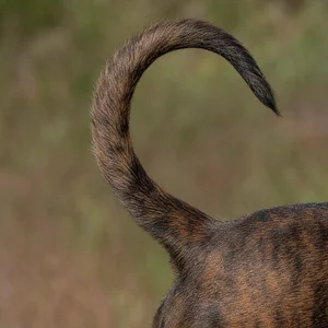 Mountain Cur — tail