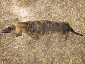 Mountain Cur — top