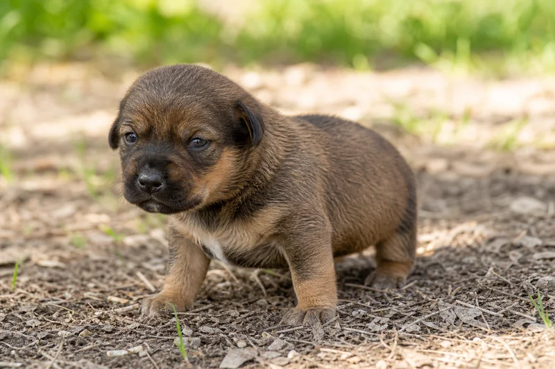 Mountain Cur — young puppy (~1 mo)