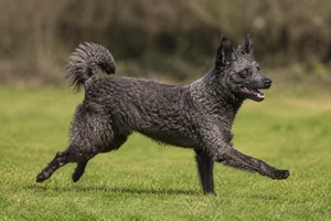 Mudi — running