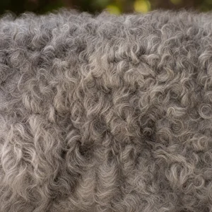 Mudi — coat texture